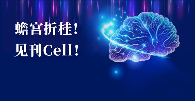 Cell项目文章 | 中国科学家解码人脑多区域时空发育奥秘！